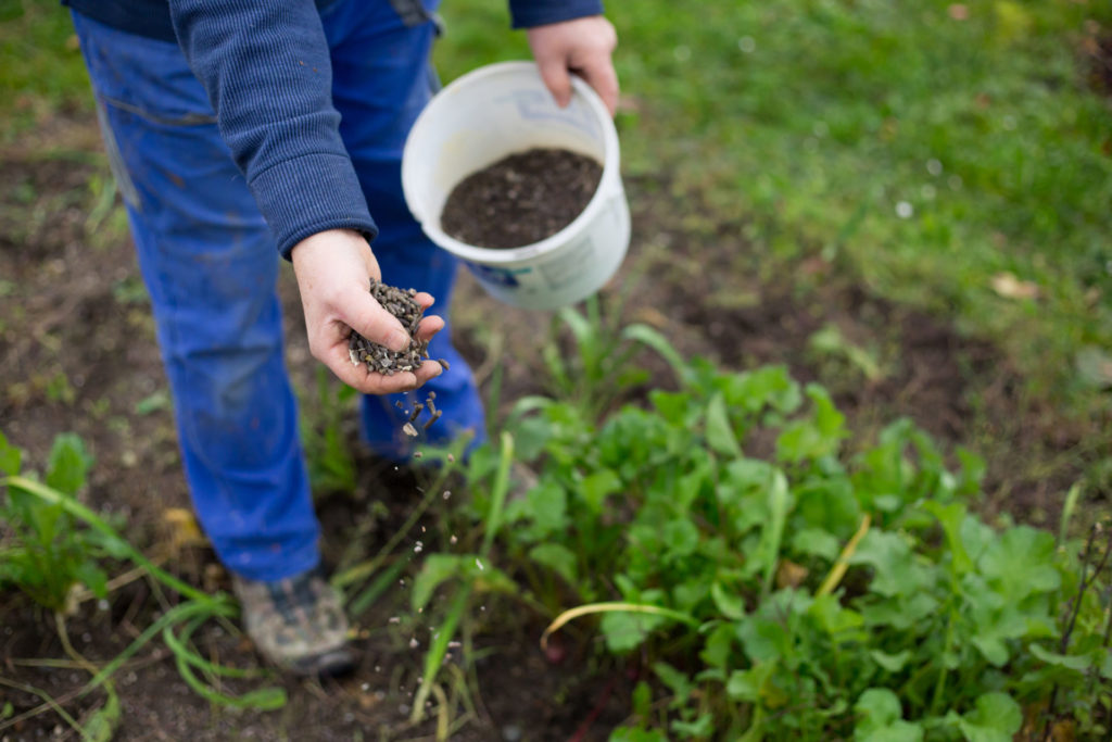 Fertilizing the garden by bio granular fertilizer for better conditions of garden
