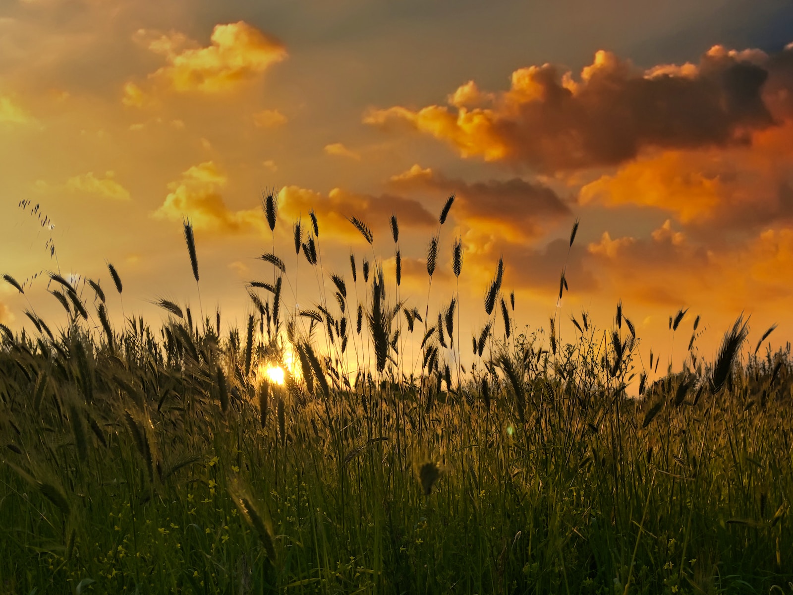 green grass field during sunset